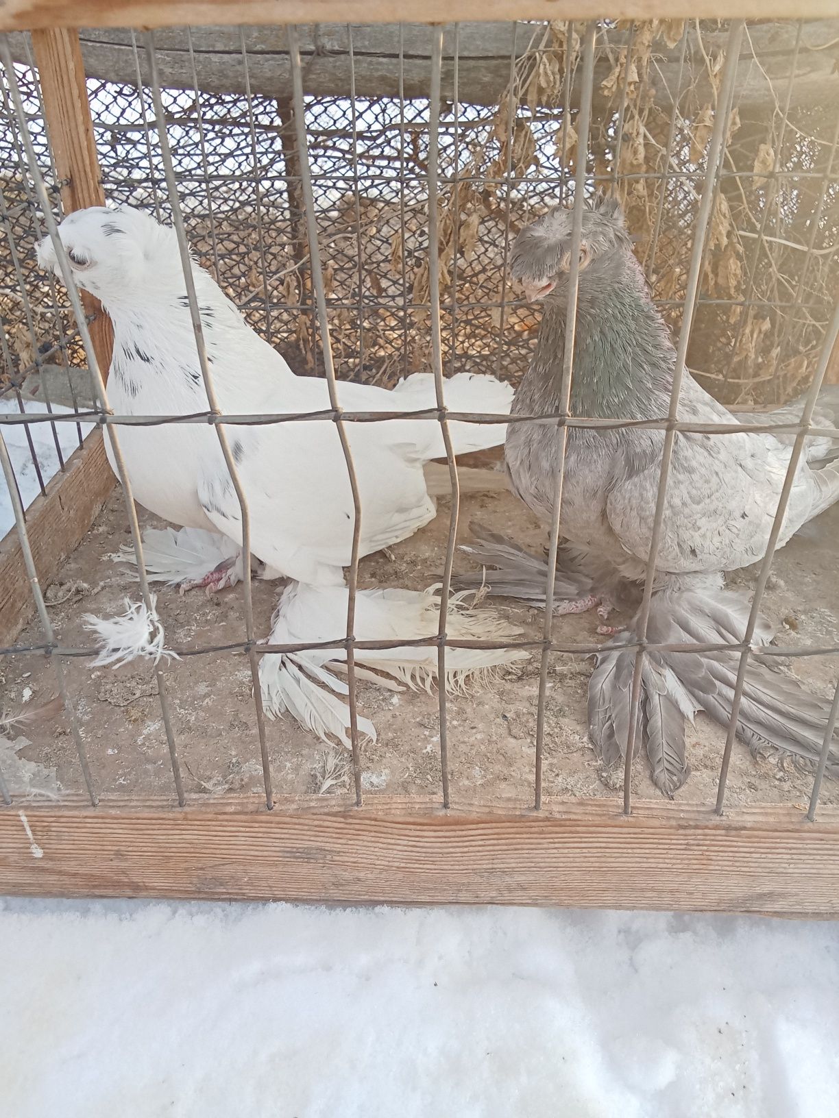 Продам голубей хороших