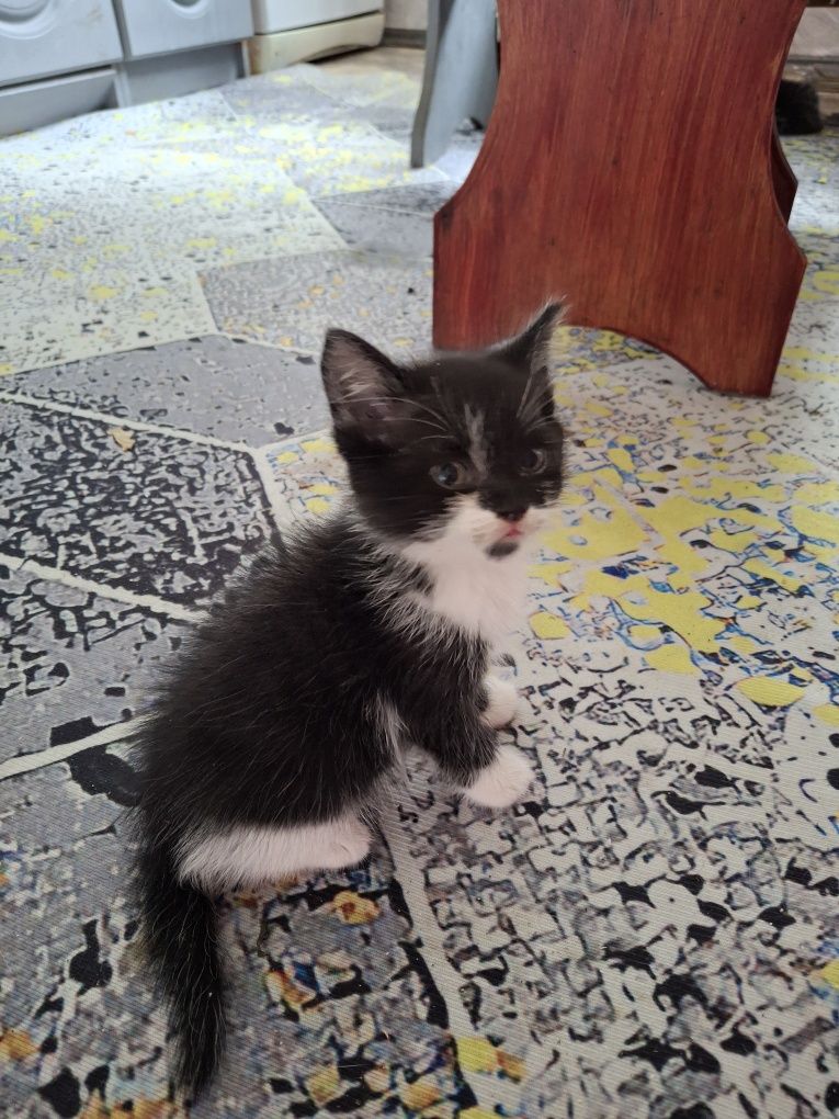 Отдам котят в хорошие руки