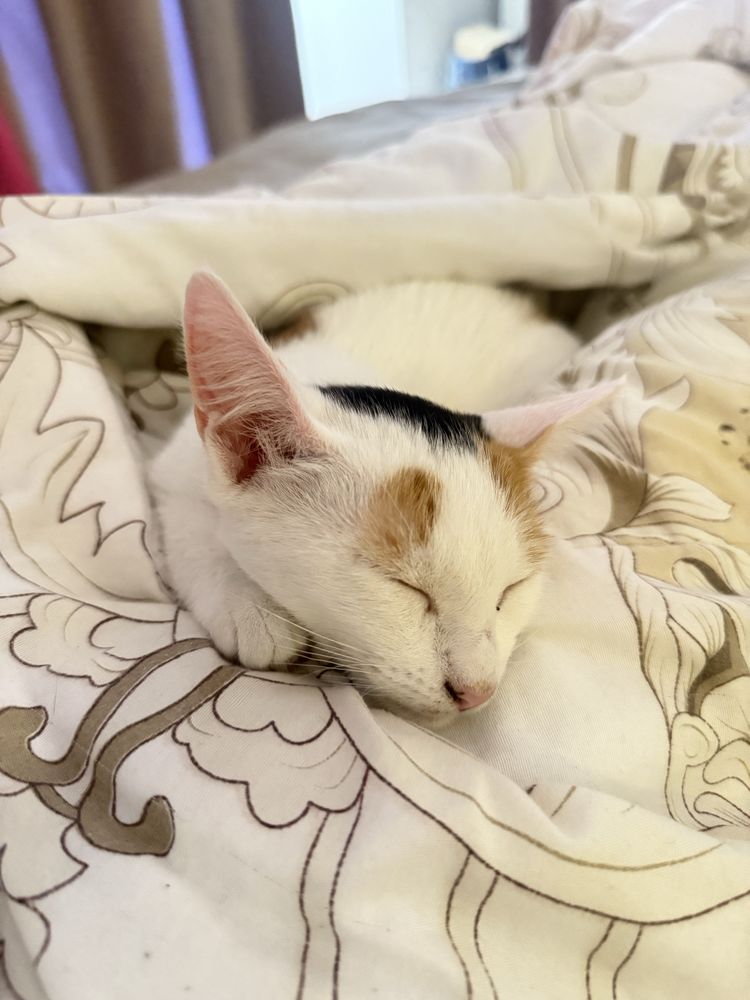 Отдаю котенка в добрые руки!