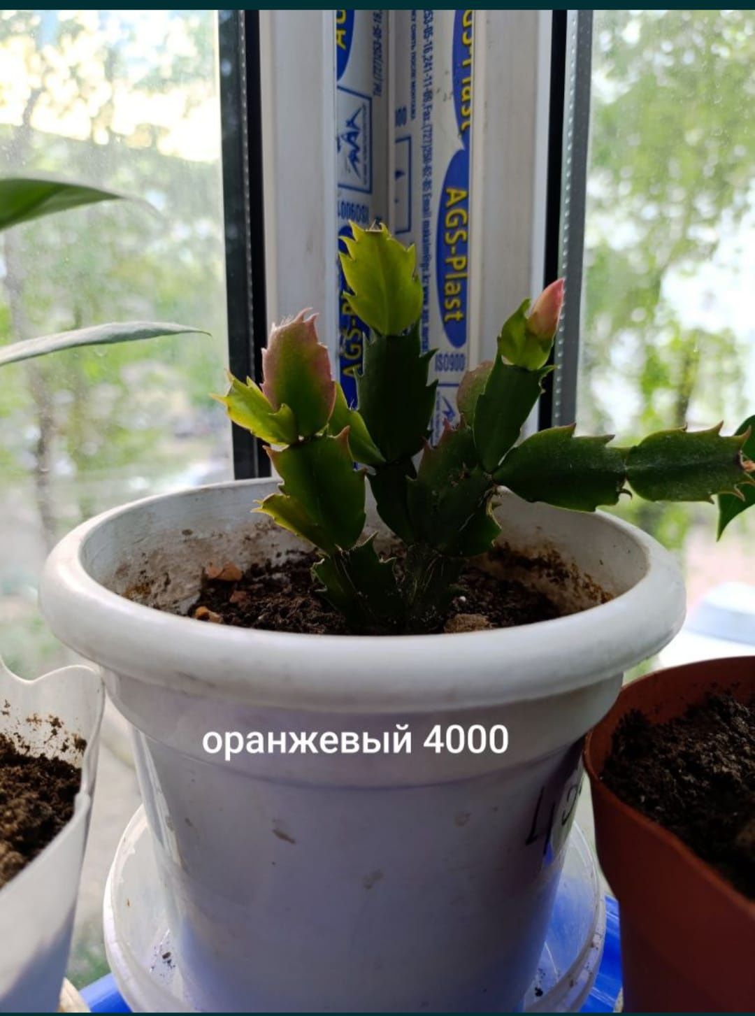 Продам белый декабрист