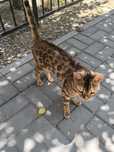 Кошка Toyger тигровая кошка