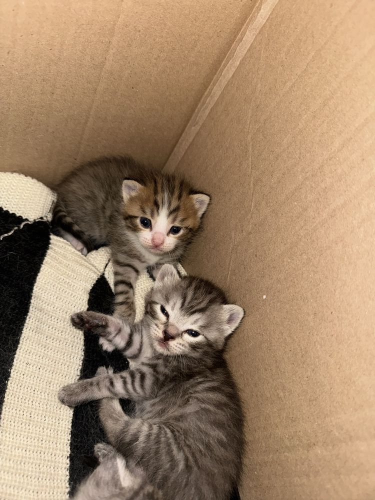 Отдаю котят ДАРОМ