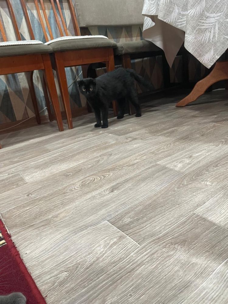 Отдам кошек в добрые руки