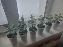 Продам Денежное дерево Толстянка