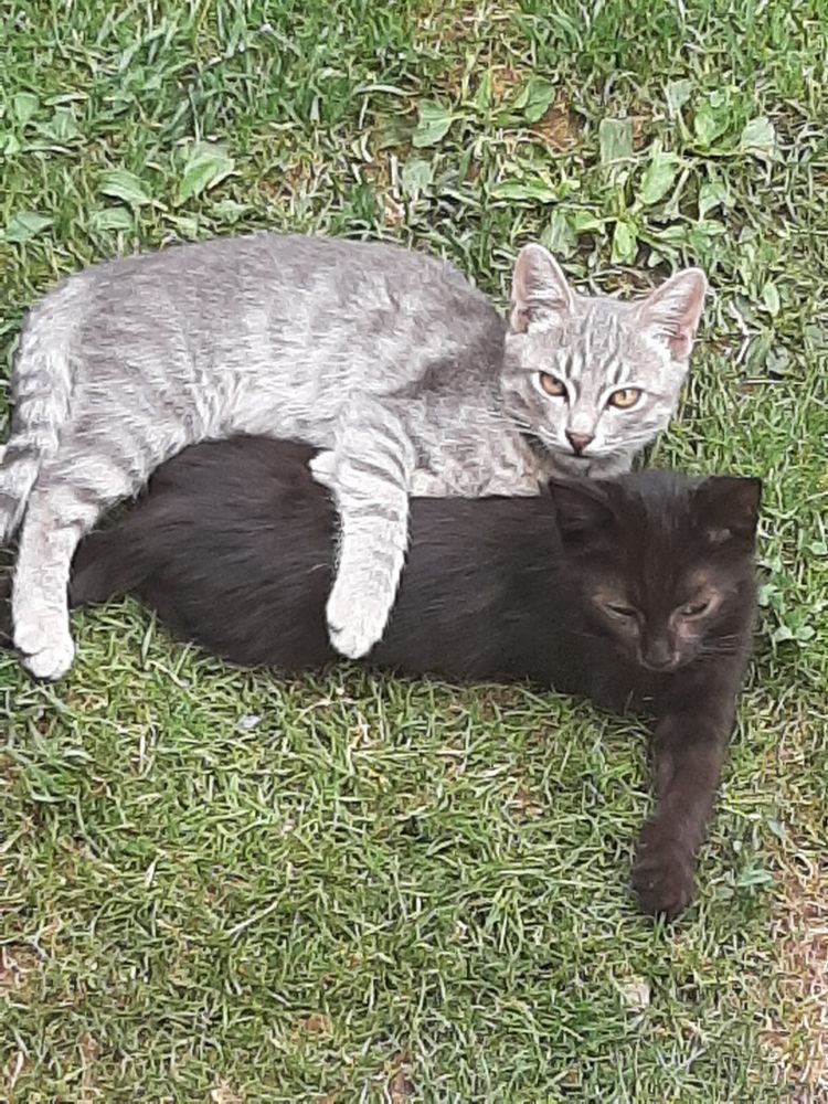 Котята, крысоловы.