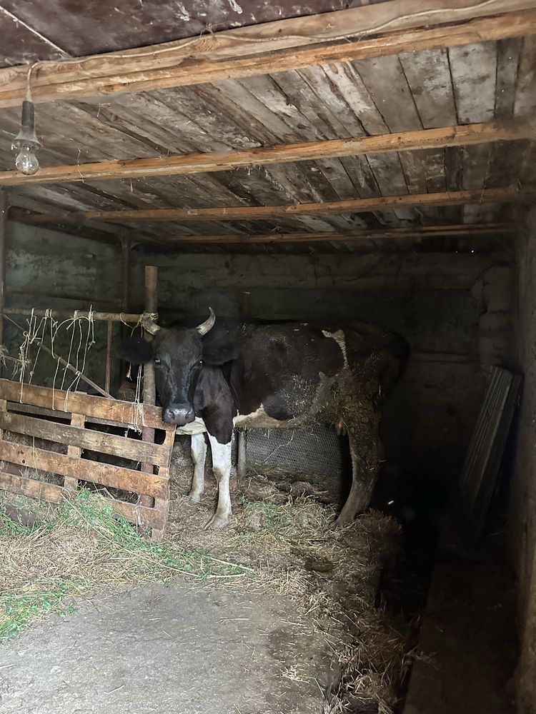 Продам корову стельную 4