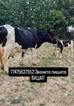 Продам молочную дойную корову