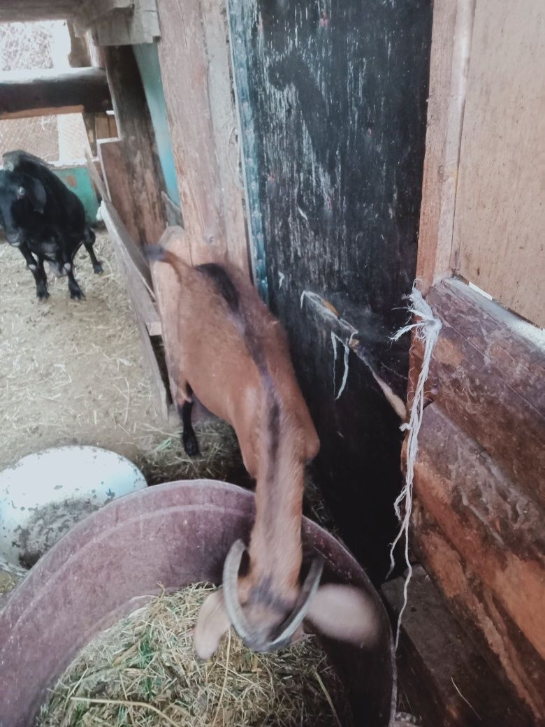 Продам козлы зааненский