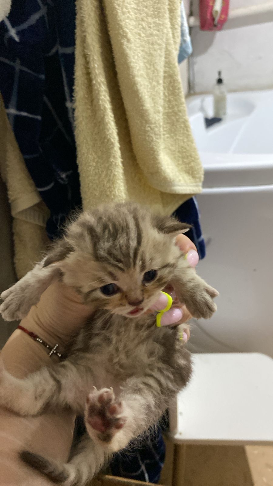 Продам котят британский вислоухие