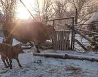 Продам быка 2года, симентал . Обмен не интересует, в Павлодаре .