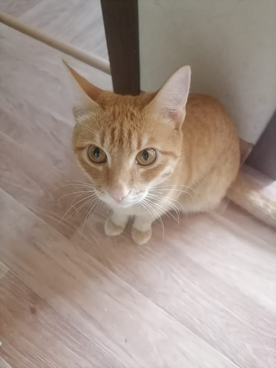 Отдам котёнка в добрые руки