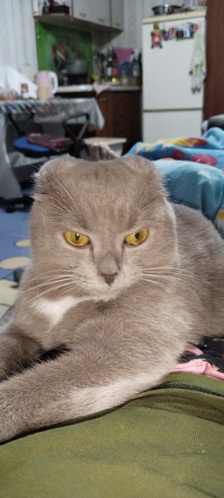 Ищем кота для вязки