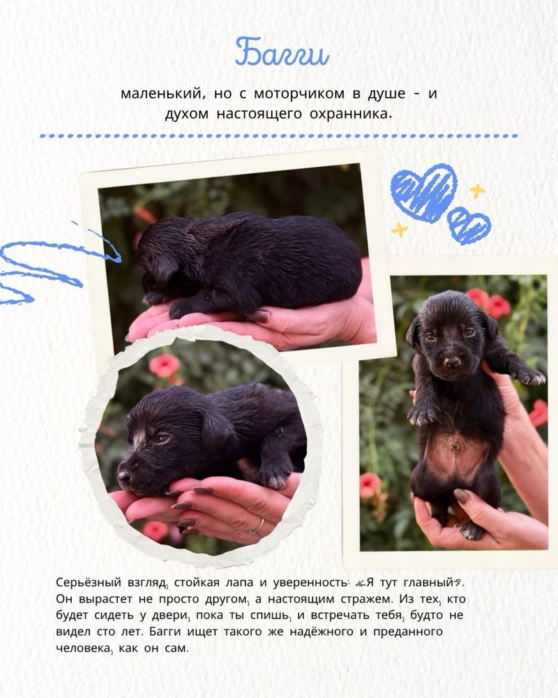 Щенки БЕСПЛАТНО в городе Алматы