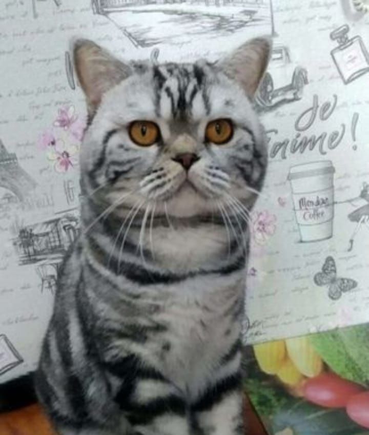 Вязка скоттиш страйт