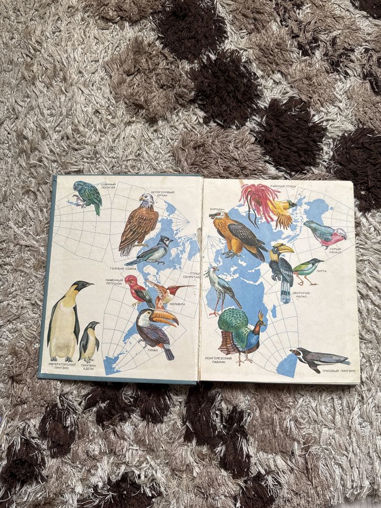 Птицы разных материков книга