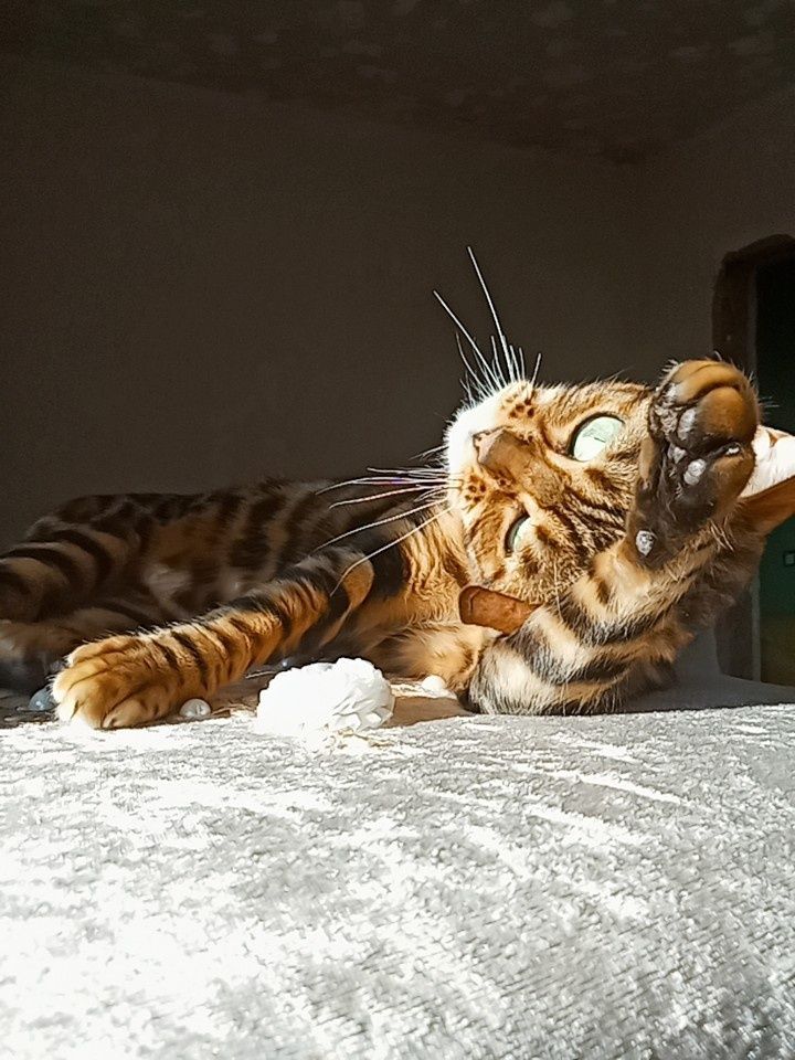 Продам чистокровную бенгальскую кошку