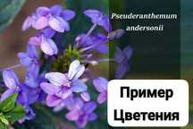 Продам цветы...комнатные  растения