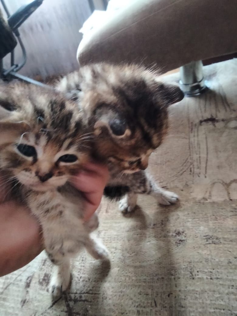 Отдам котят в добрые руки
