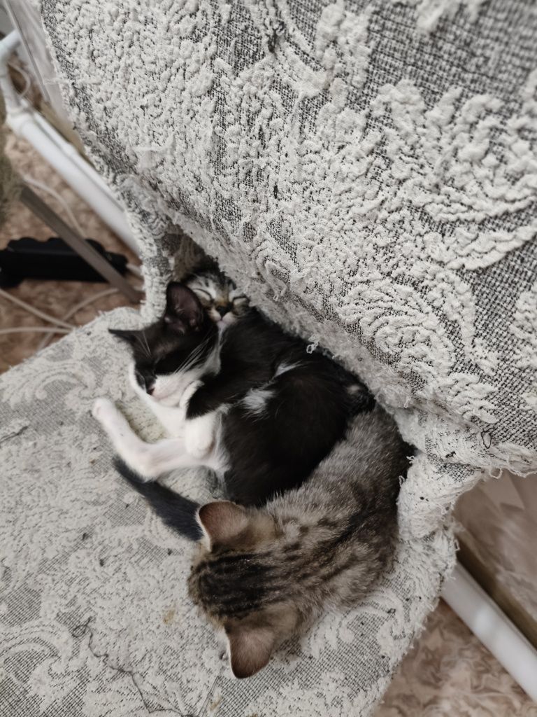Отдам Котят в добрые руки.