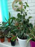 Красивые и Уютные комнатные цветы