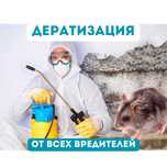 Профессиональная дератизация мышей, грызунов, дезинсекция, дезинфекция