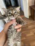 Котята  бесплатно в  хорошие руки