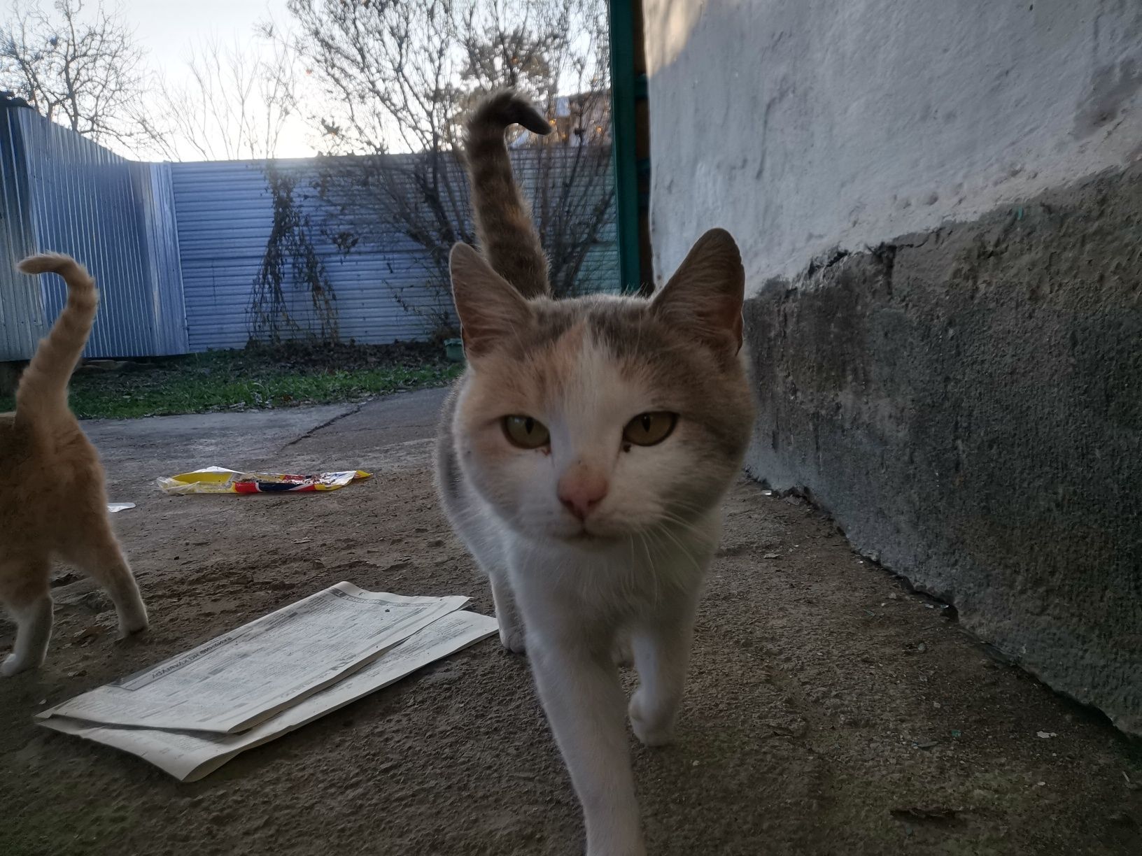 СРОЧНО Отдам бесплатно 3-х месячных котят (мальчиков и одну девочку).