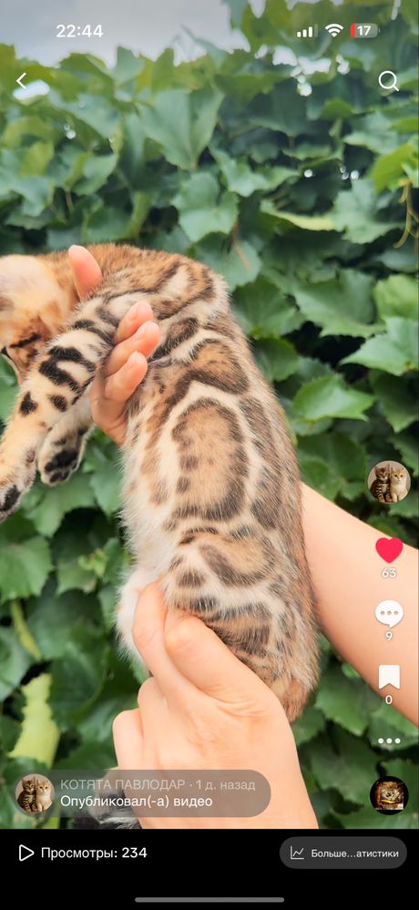 Бенгальский котенок красное золото