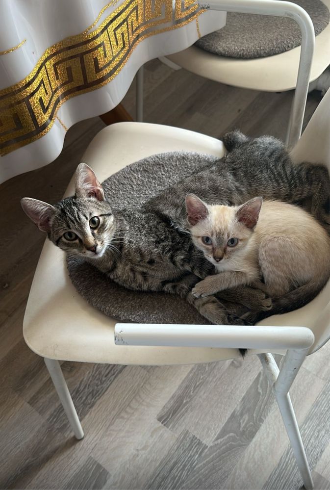 Котят в добрые ручки