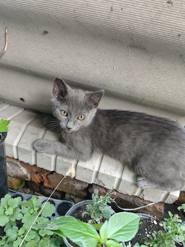 Отдам котят  в добрые руки