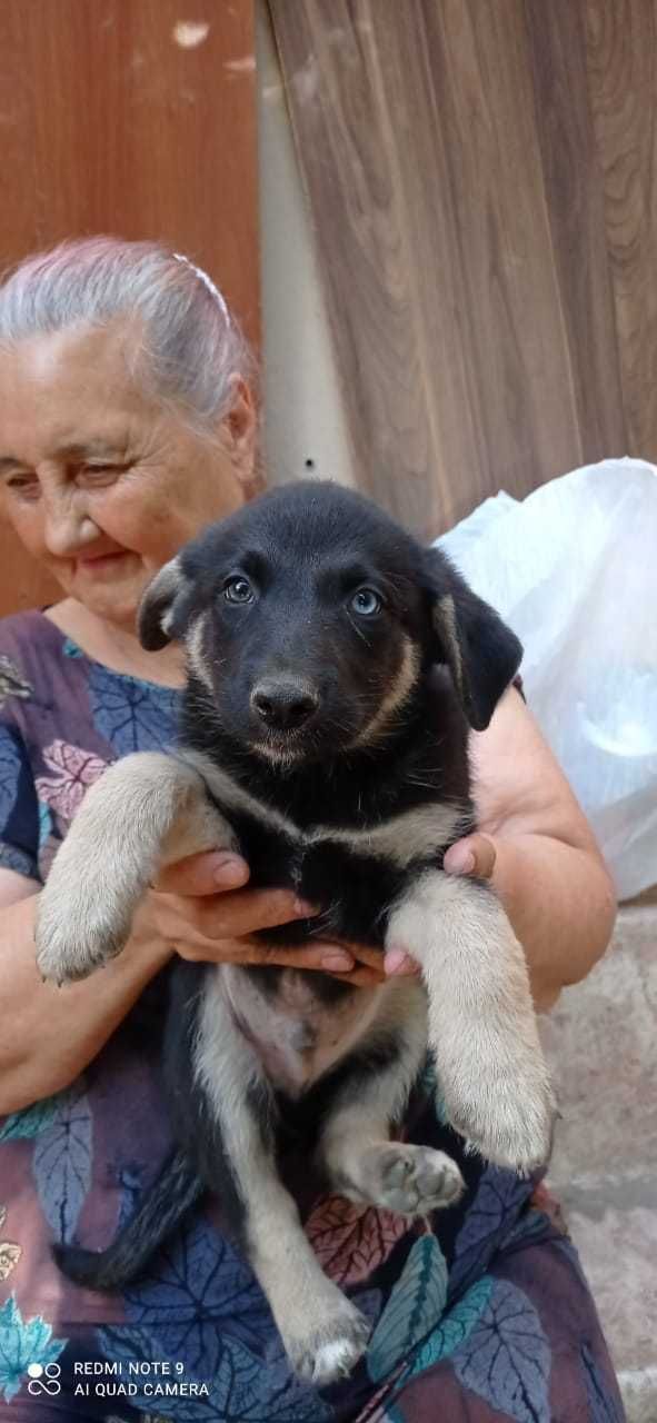 Кутята в добрые руки