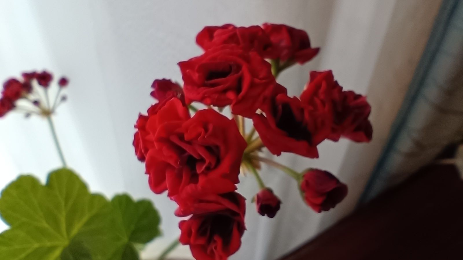 Продам пеларгонию. Герань.