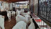 Продам коз заанинской породы (голландская)