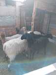 Продам жирных упитанный баран