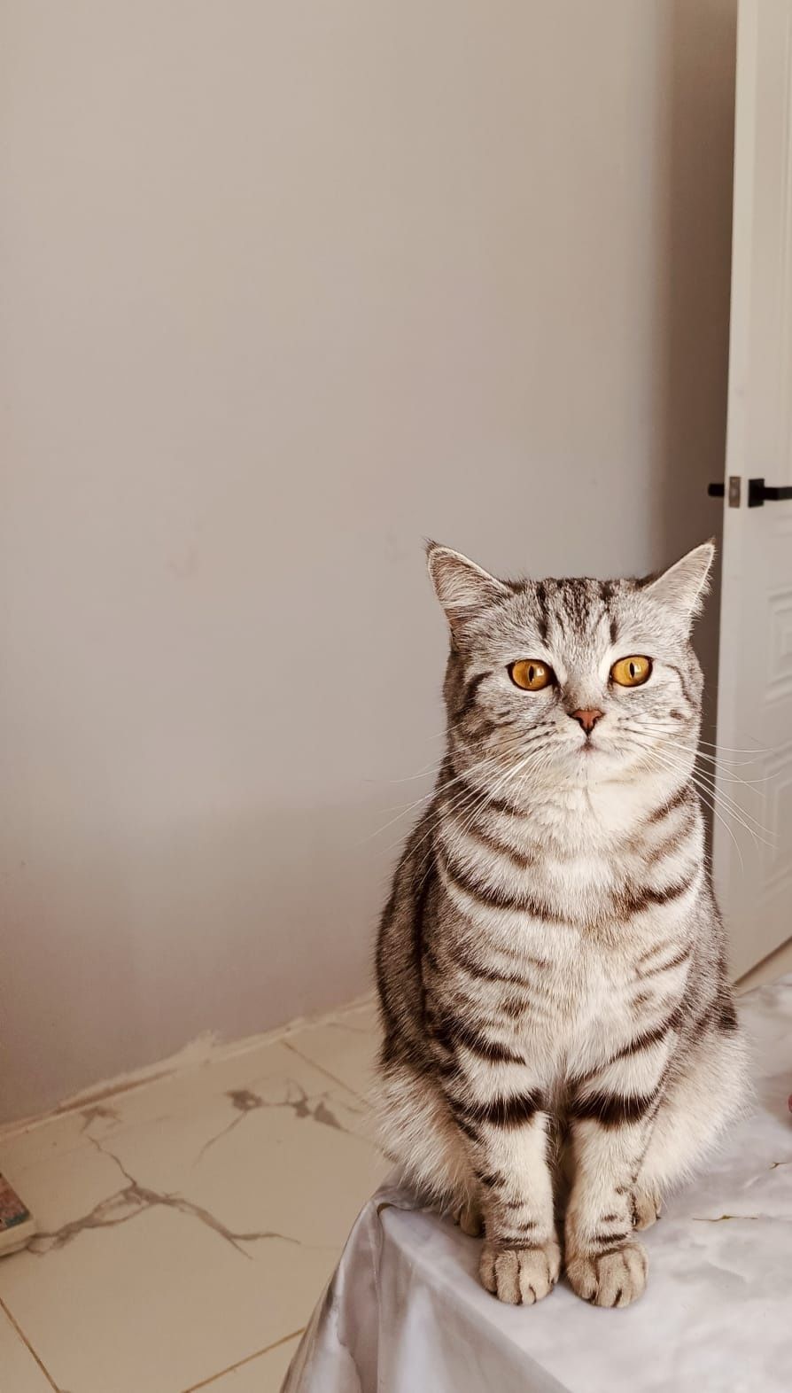 Шотландский котята