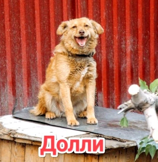 Дарю в добрые и ответственные руки