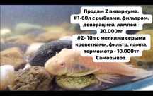 Аквариум на 60л и на 10л.