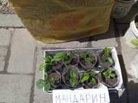 Мандарин  домашний