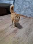 Срочно отдам кошек