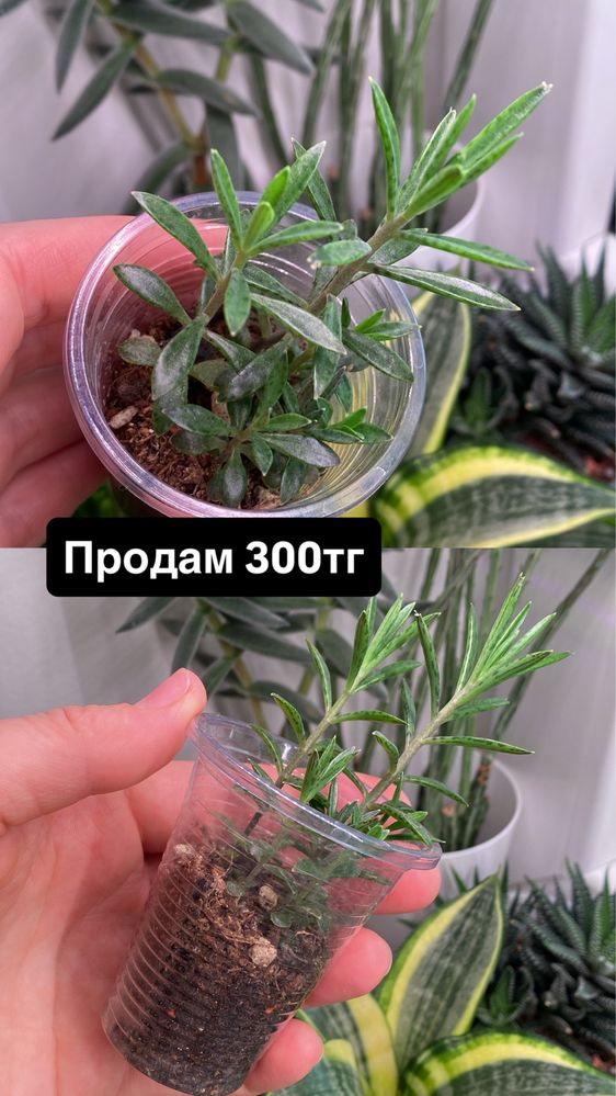 Комнатные растени
