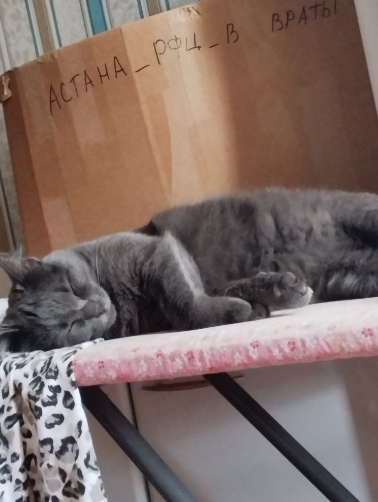 Отдам даром кошечку