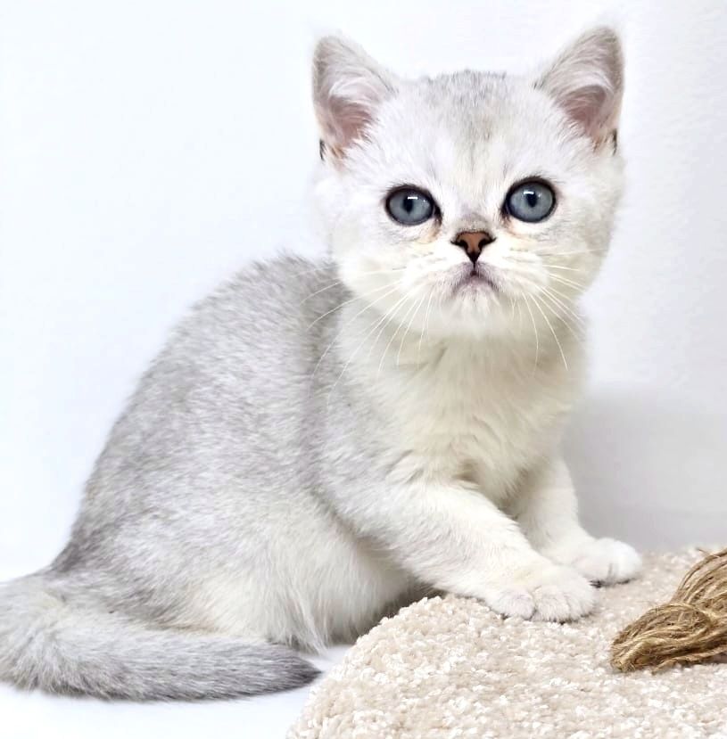 Котята британские