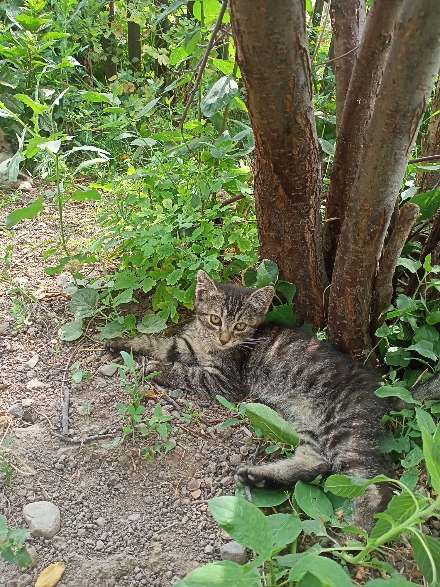 Котята в хорошие руки, бесплатно