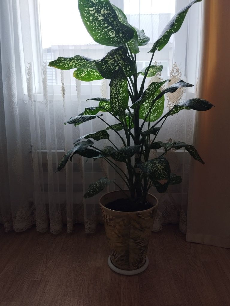 Комнатные цветы! Дифенбахия