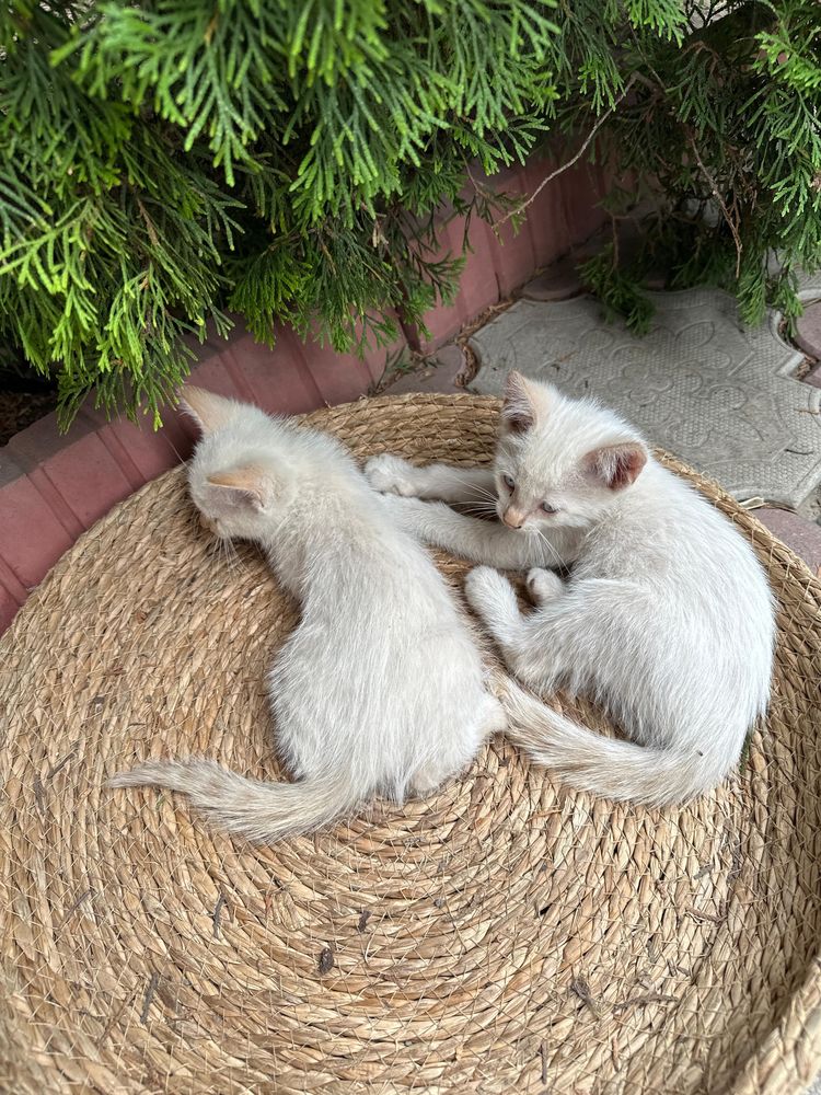 Котята отдам в добрые руки беслпатно