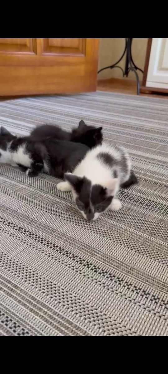 Котята, отдам в хорошие руки