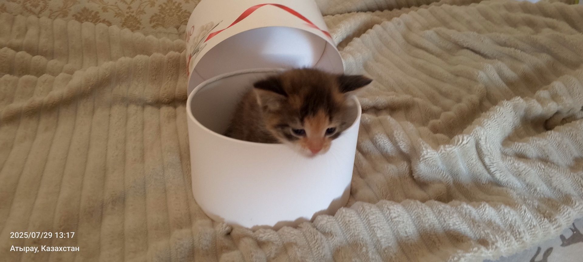 Котик и кошечка.