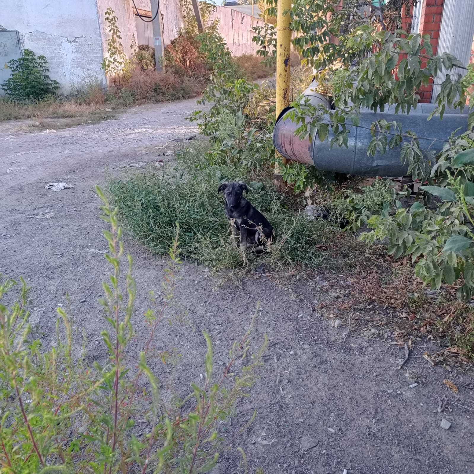Щенок, мальчик. Ищем добросовестного хозяина, на охрану