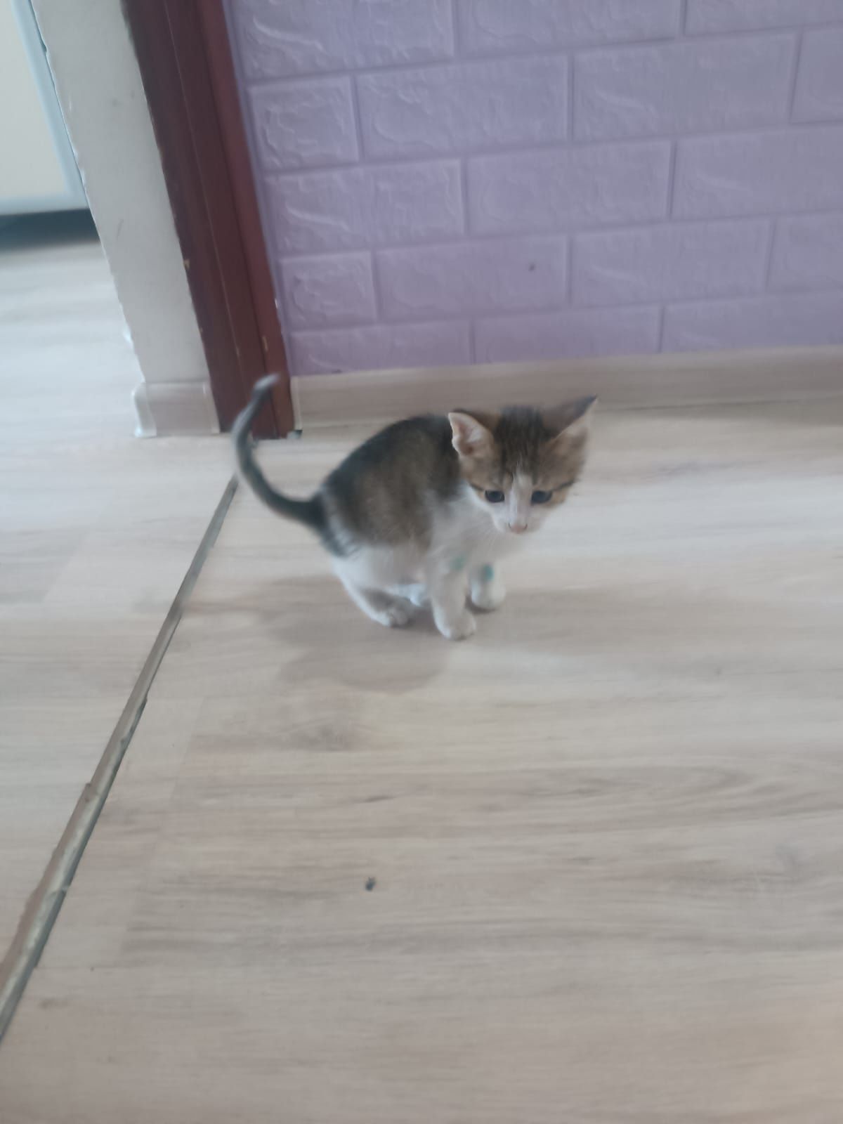 Котёнок ищет дом