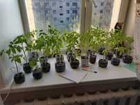Продам рассаду помидор